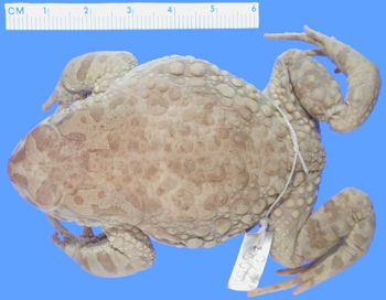 Media type: image; Herpetology A-3223